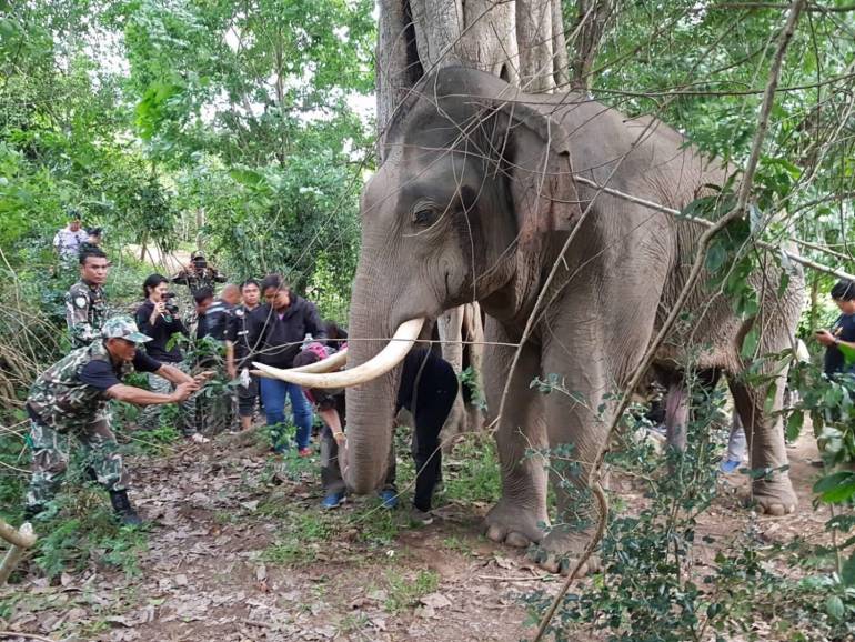 ลักษณะงาช้างป่าอุทยานฯ แก่งกระจาน และอุทยานฯ กุยบุรี