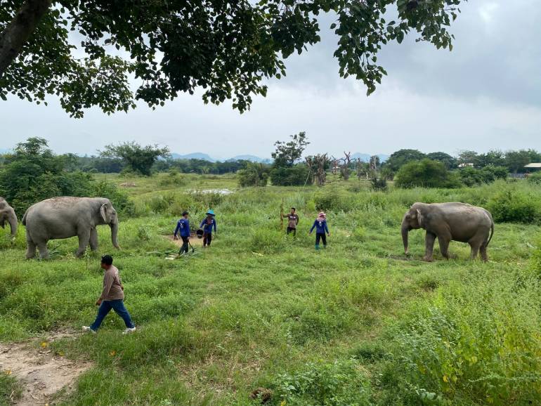 ช้าง 8 เชือกของมูลนิธิเพื่อนสัตว์ป่า ที่นำมาดูแลแบบเปิดในพื้นที่ 80 ไร่