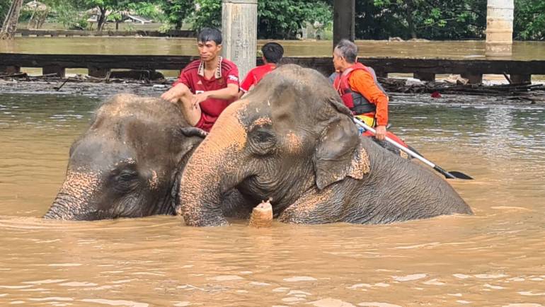 ภาพเหตุการณ์อพยพช้างหนีน้ำท่วมเมื่อ 3 ต.ค.ที่ผ่านมาพบช้างตาย 2 เชือก