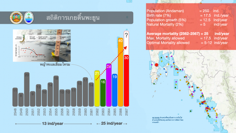 สถิติพะยูนตาย 6 วันรวม 8 ตัวภาพรวมปี 2567 ตายแล้ว 30 ตัว 