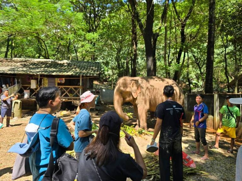 ภาพ : ศูนย์อนุรักษ์ช้างไทย