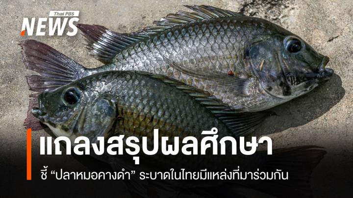 อนุ กมธ.อว.สรุปผลศึกษา "ปลาหมอคางดำ" ระบาดมีแหล่งที่มาร่วมกัน