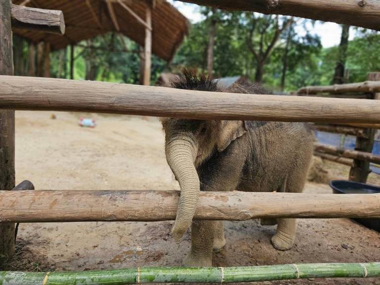 น้องมีนา  ลูกช้างพลัดหลงไปอยู่ที่ศูนย์อนุรักษ์ช้างไทย เพื่อหาแม่รับ (ภาพศูนย์อนุรักษ์ช้างไทย)