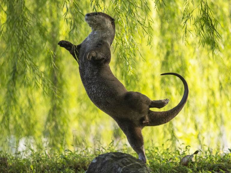 (Otter Ballerina โดย Otter Kwek)
นากพยายามจับใบไม้ที่ยื่นออกมา จนออกมาเป็นท่าเต้นบัลเล่ต์อาหรับ หรือท่ายืนขาข้างเดียว