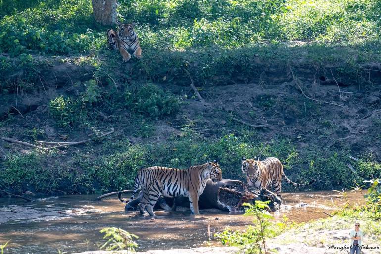 ภาพครอบครัวเสือโคร่งอภิญญาที่กำลังลงกินวัวแดง ในป่าห้วยขาแข้ง ภาพที่มงคล พิทักษ์หมู่ เป็นผู้บันทึกได้ 