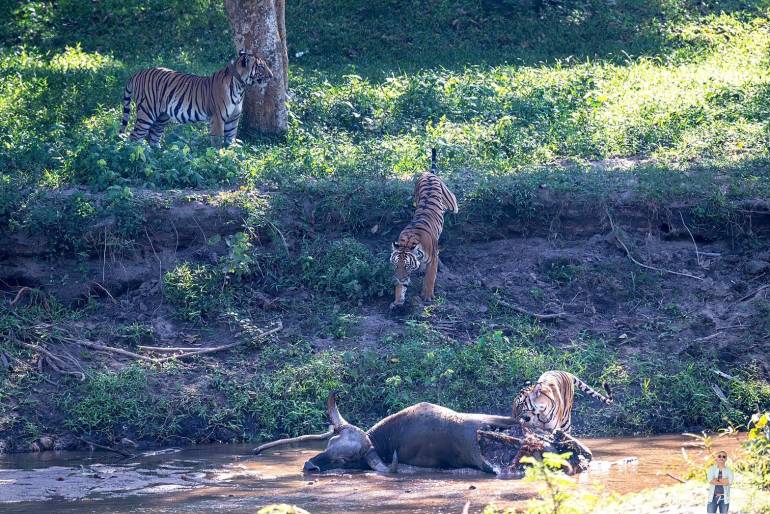 ภาพครอบครัวเสือโคร่งอภิญญาที่กำลังลงกินวัวแดง ในป่าห้วยขาแข้ง ภาพที่มงคล พิทักษ์หมู่ เป็นผู้บันทึกได้ 