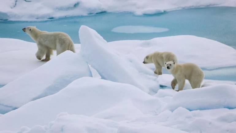 หมีขาวขั้วโลก ภาพโดยคณะวิทยาศาสตร์ จุฬาฯ 
