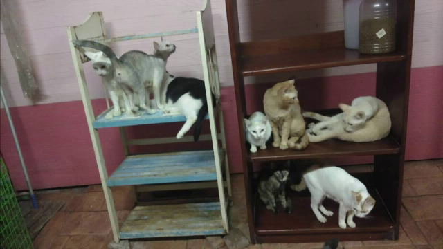 แมวกว่า 100 ตัว ที่ประกาศหาบ้าน ทั้งหมดเป็นแมวไทย ที่เจ้าของอุปการะช่วยเหลือมาทั้งหมด 