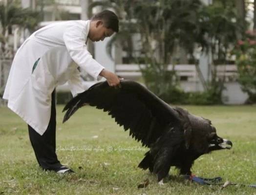 แร้งดำหิมาลัย อนาคิน ที่มา : หน่วยฟื้นฟูนกล่าเหยื่อ Kasetsart University Raptor Rehabilitation Unit