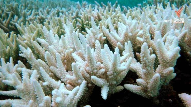 ปะการังของ Great Barrier Reef ฟอกขาวมากถึง 1,000 กม.