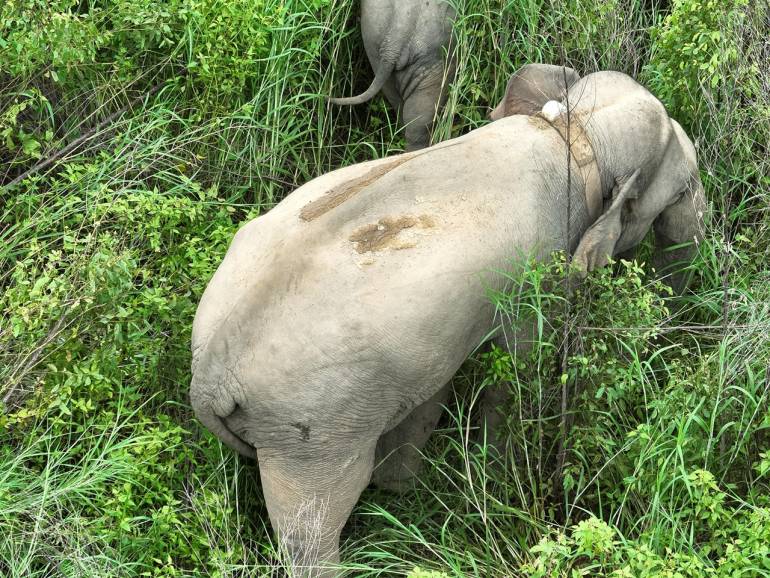 ช้างป่าติดปลอกคอในพื้นที่อุทยานแห่งชาติทับลาน (ภาพจาก กรมอุทยานแห่งชาติฯ) 