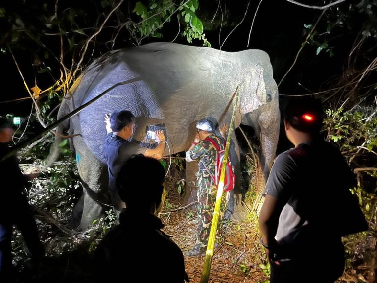 เจ้าหน้าที่ติดปลอกคอให้ เจ้าดื้อ 66 ช้างป่าเขาอ่างฤาไน (ภาพจาก กรมอุทยานแห่งชาติฯ) 