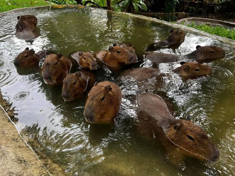 คาปิบารา 1 ใน 5 ขาหมู แอนด์เดอะแก๊ง สัตว์ดาวเด่นของสวนสัตว์เปิดเขาเขียว จ.ชลบุรี