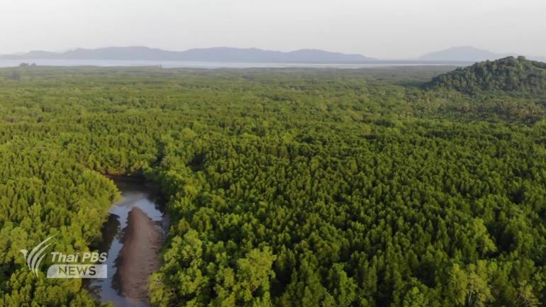 ป่าโกงกางอันอุดมสมบูรณ์ใน จ.ระนอง ที่คาดว่าอาจได้รับผลกระทบจากโครงการแลนด์บริดจ์ชุมพร-ระนอง