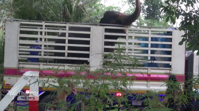 ควาญช้างและเจ้าหนา้ที่ ร่วมกันนำพังดัมมี่ วัย 23 ปี ขึ้นรถบรรทุก 6 ล้อ เพื่อเดินทางออกจาก อ.หาดใหญ่ ไปยัง ศูนย์อนุรักษ์ช้างไทย จ.ลำปาง 