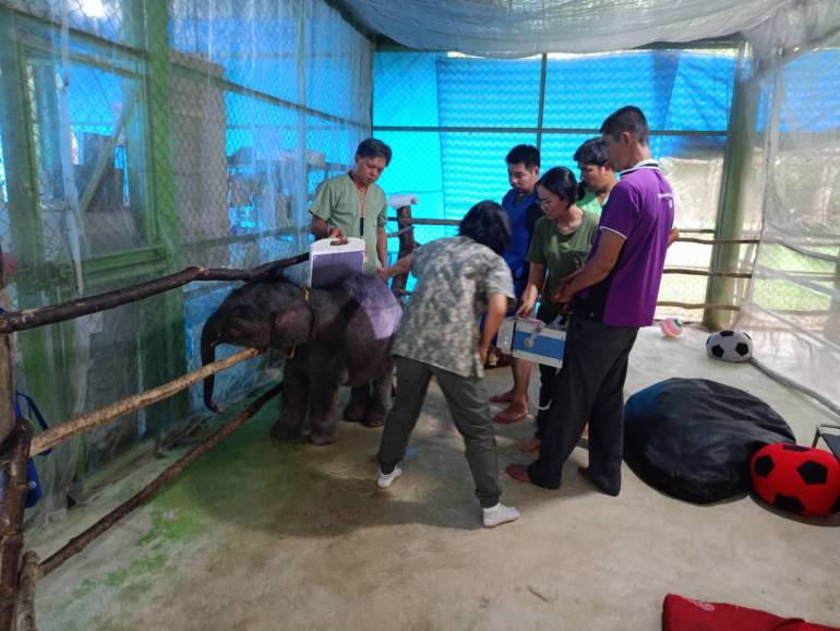 ทีมสัตวแพทย์ดูแลรักษาลูกช้างป่าตุลา