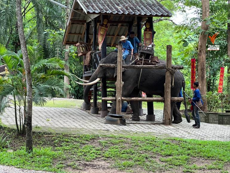 การฝึกช้างให้เรียนรู้การพานักท่องเที่ยวนั่งหลังช้าง เข้าป่า 
