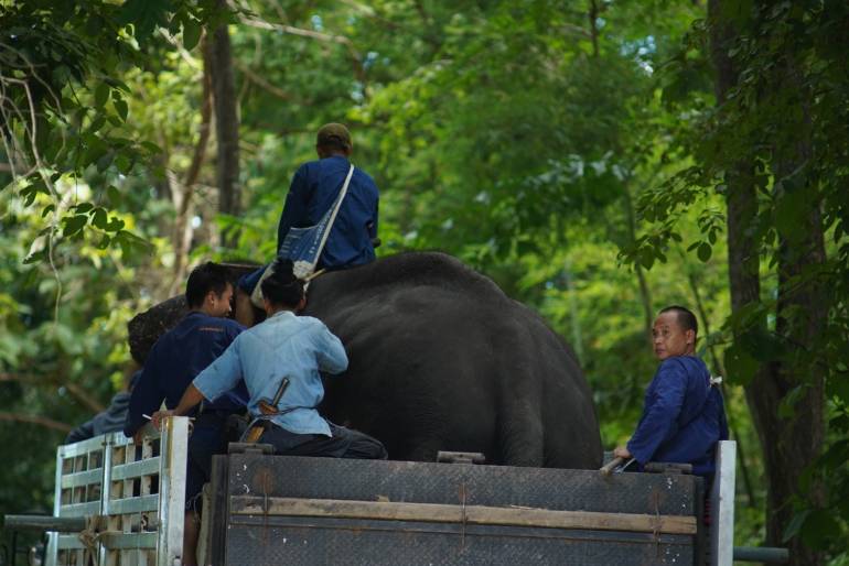 ควาญช้าง สัตวแพทย์ พาขึ้นรถบรรทุกจากฝั่งกักโรค 