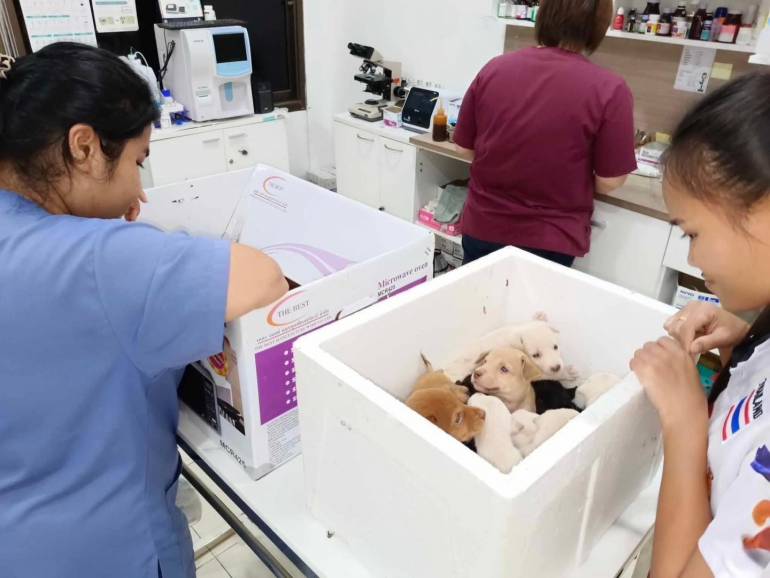 สัตวแพทย์-ผู้ช่วยรับลูกสุนัข 19 ตัวเข้ามาดูแลรักษา