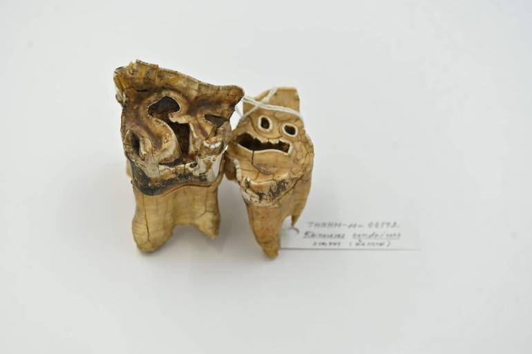 ตัวอย่างฟันกรามแรดชวา 2 ชิ้น ในองค์การพิพิธภัณฑ์วิทยาศาสตร์แห่งชาติ (อพวช.) 