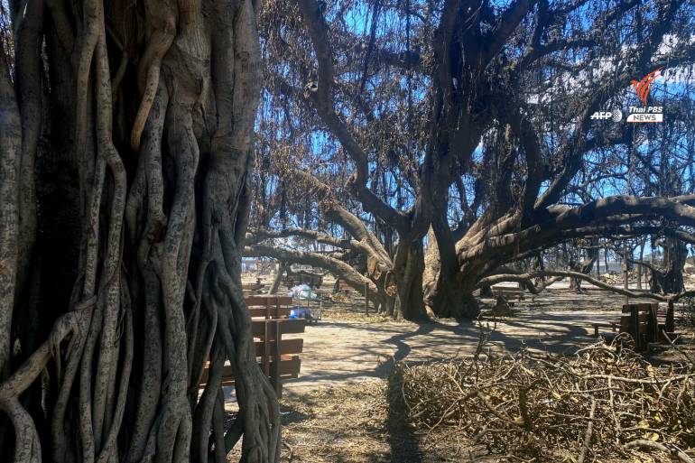 ต้นไทรอายุ 150 ปี ที่ได้รับผลกระทบจากไฟป่าเกาะเมาวี ฮาวาย