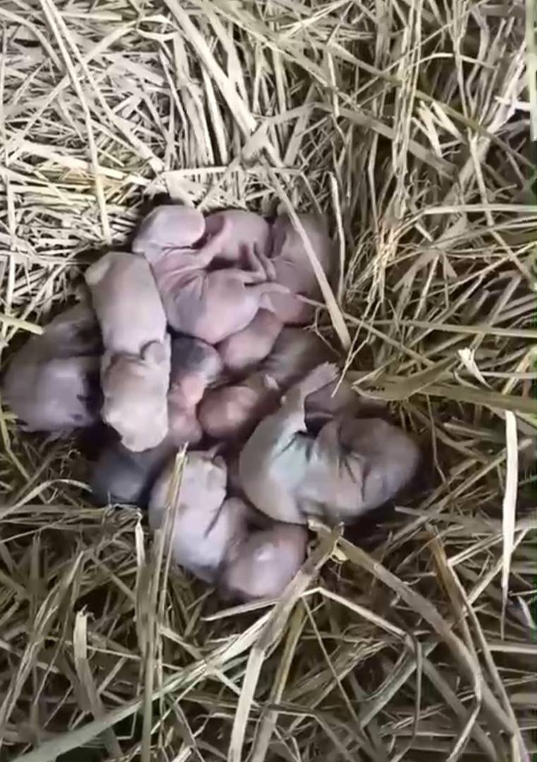 กระต่ายตกลูกเพิ่มอีก 15 ตัว