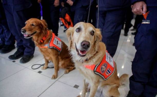 เซียร่า ซาฮาร่า สุนัขค้นหา K9 ปฏิบัตภารกิจค้นหาผู้ประสบภัยแผ่นดินไหวตุรกี