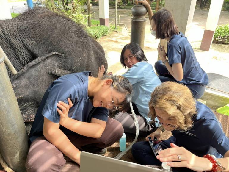 ภาพ : โรงพยาบาลช้าง ศูนย์อนุรักษ์ช้างไทย