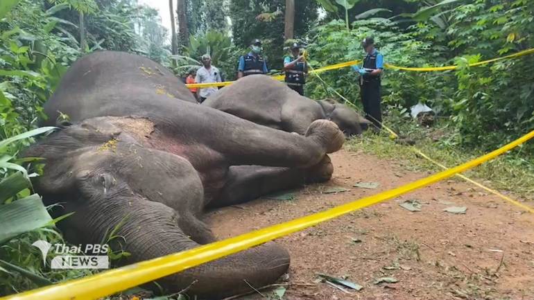 ช้างป่าถูกรั้วไฟฟ้าช็อตตาย 2 ตัว ในอุทยานแห่งชาติใต้ร่มเย็น จ.สุราษฎร์ธานี คนทำอ้างป้องกันช้างลงมากินทุเรียนในสวน