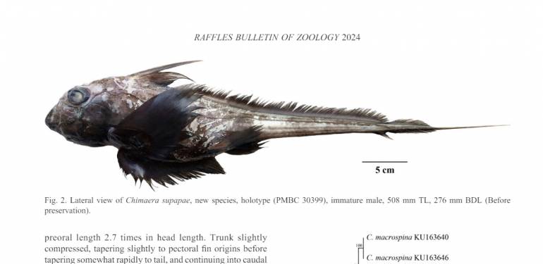 ภาพ :  David A. Ebert-วารสารRaffles Bulletin of Zoology