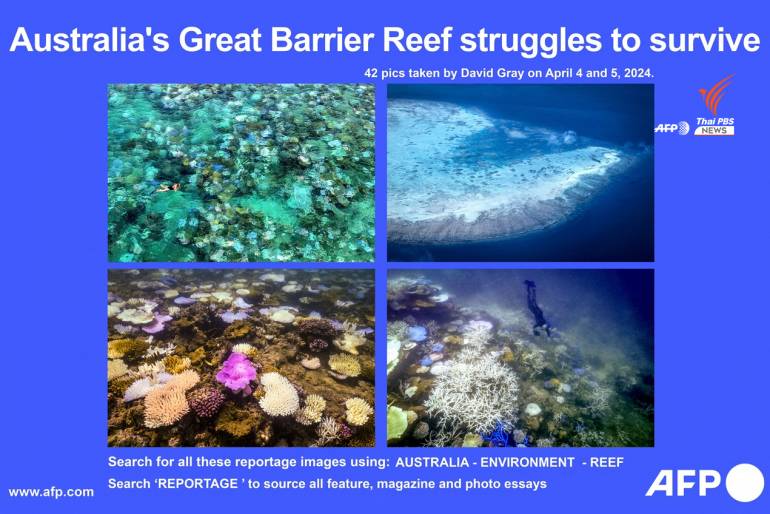 AFP นำเสนอรายงานโดย David Grey จากภาพถ่าย 42 รูปที่ถ่ายเมื่อวันที่ 4  และ 5 เม.ย.2567 รอบ ๆ เกาะ Lizard ในแนวปะการัง Great Barrier Reef ของออสเตรเลีย ประสบเหตุการณ์ปะการังฟอกขาว ที่รุนแรงที่สุดครั้งหนึ่งในประวัติศาสตร์