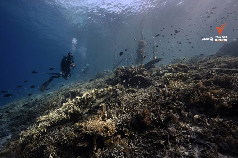 นักดำน้ำว่ายน้ำผ่านปะการัง ที่มีสัญญาณของการฟอกขาวในน่านน้ำของเขตปกครองราชาอัมปัต ในภูมิภาคปาปัวตะวันตกของอินโดนีเซียทางตะวันออก ถ่ายเมื่อวันที่ 5 พฤศจิกายน 2023