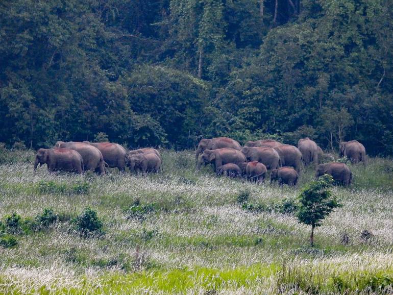 ทุ่งหญ้าระบัด ช่วงต้นฝนดึงดูดช้างป่าเขาใหญ่รวมโขลงเกือบ 20 ตัว
