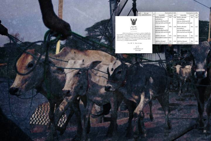 ย้าย 2 ข้าราชการปศุสัตว์ จ.ตาก หลัง The EXIT ชี้เบาะแส “วัวกักโรคไม่ครบ”