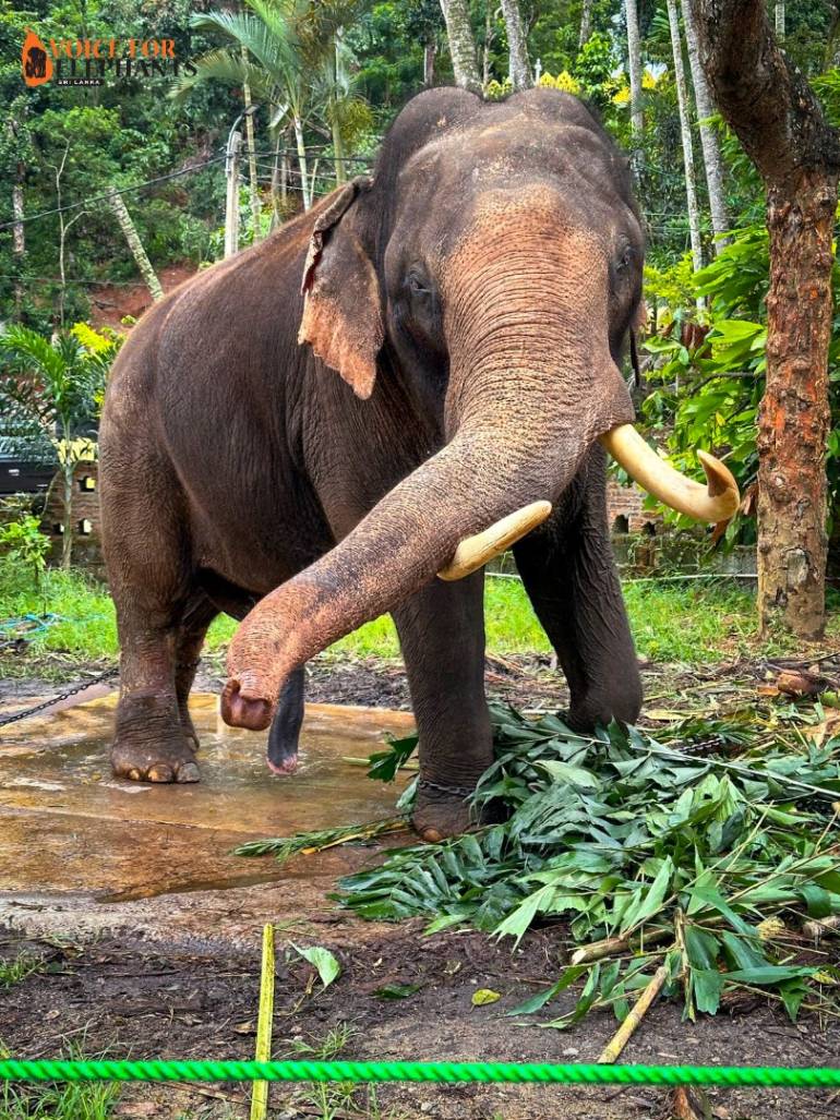 Voice For Elephants Sri Lanka เผยภาพ 
