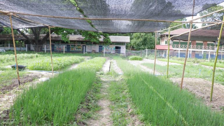 ใช้พื้นที่ของโรงเรียนที่รกร้างกว่า 10 ปี สร้างแปลงผัก