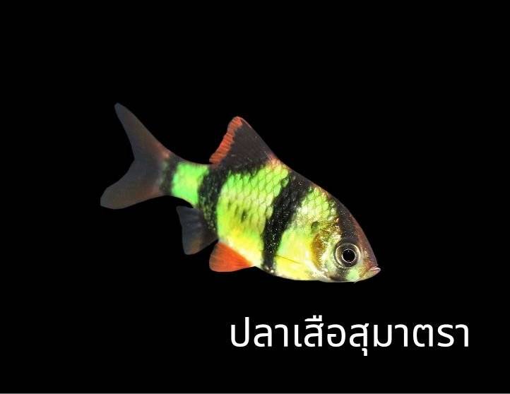 ปลาจีเอ็มโอ ภาพ : กรมประมง
