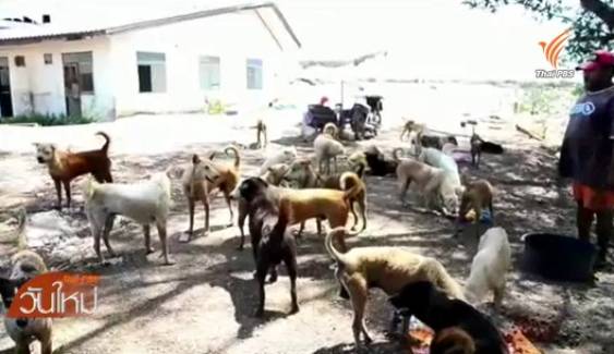 ชาวกรุงเก่าวอนหน่วยงานช่วยเหลือสุนัข 90 ตัวถูกทิ้งที่บ่อขยะเก่า