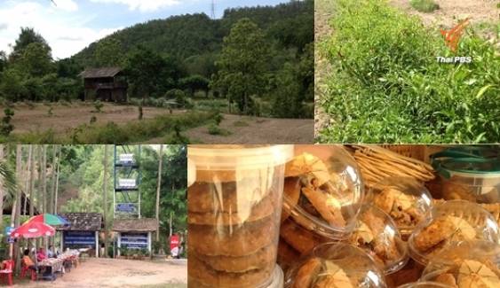 ‘บ้านทาป่าเปา’ต้นแบบฟื้นฟูป่าอนุรักษ์ต้นน้ำ ต่อยอดเกษตรกรรม-แปรรูปผลิตภัณฑ์