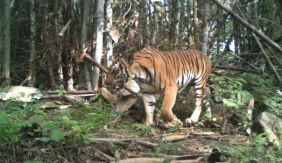 บันทึกภาพ‘เสือโคร่ง’ป่าตะวันตกได้ 134 ตัว ปรับแผน-หวังเพิ่มอีก 50 % ภายในปี 2565