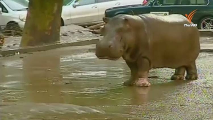 สัตว์หลุดออกจากสวนสัตว์ในจอร์เจียเหตุจากน้ำท่วมหนัก