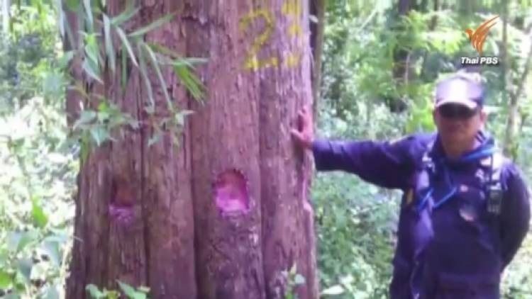 แฉขบวนการมอดไม้ในป่าอนุรักษ์แม่ฮ่องสอน ลักเจาะต้นสัก300ต้นให้ยืนต้นตายก่อนตัดขาย