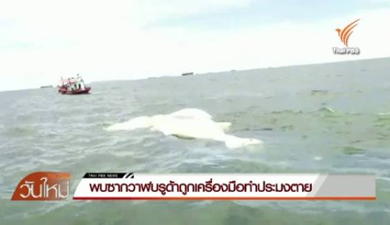 นักวิชาการประมงคาดเครื่องมือทำประมง-ขยะ สาเหตุวาฬบลูด้ายาว 12 เมตรตายที่เกาะสีชัง