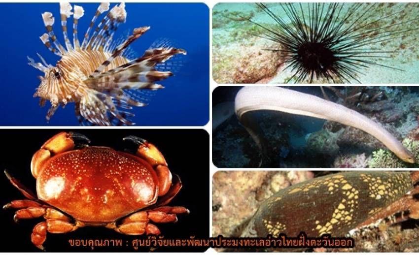 เปิดตัว “สัตว์ทะเลมีพิษ” ที่ไม่ใช่แค่แมงกะพรุน เตือนเที่ยวทะเลระวัง-พิษถึงตายได้เหมือนกัน