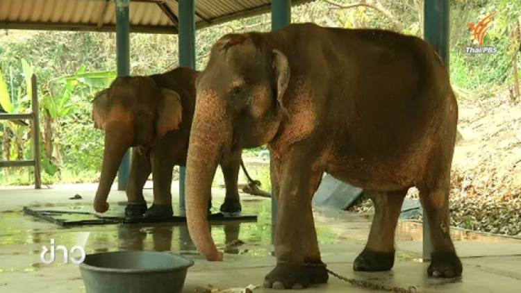สถานการณ์ช้างไทยในวันช้างโลก &quot;World Elephant Day&quot; 