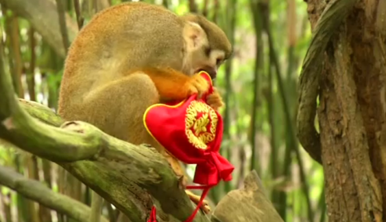 สวนสัตว์สิงคโปร์มอบอั่งเปาให้แก่ลิงรับปีวอก