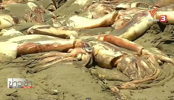 หมึกขนาดใหญ่หลายพันตัวตายเกลื่อนหาดในชิลี หลังระบบนิเวศวิทยาทางทะเลเกิดวิกฤต