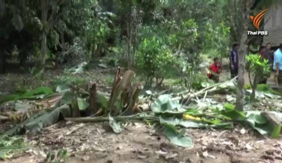 ช้างป่าลงจากเทือกเขาบุกสวนกล้วยหอมทอง ชาวบ้านวอนจนท.ช่วยไล่เข้าป่าหวั่นถูกทำร้าย