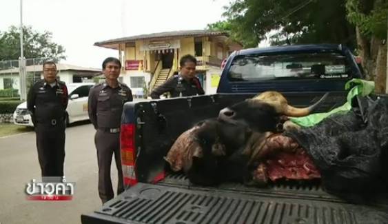 ขยายผลคดีล่ากระทิงป่าภูเขียว เบื้องหลัง "รถสายตรวจ" ขนซากสัตวป่า