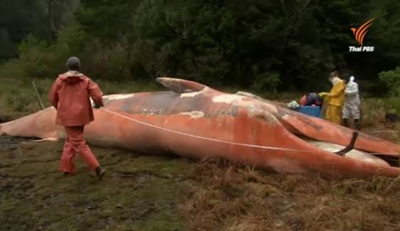 วาฬกว่า 300 ตัวเกยตื้นตายเกลื่อนหาดชิลี จนท.คาดเกิดจากสารพิษปนเปื้อนในทะเล